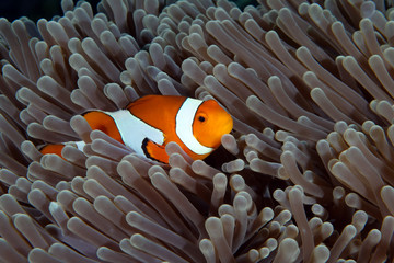 Amazing underwater world - Western Anemonefish - Amphiprion ocellaris. Nemo fish in anemone house. Tulamben, Bali, Indonesia. 