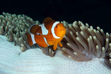 Amazing underwater world - Western Anemonefish - Amphiprion ocellaris. Nemo fish in anemone house. Tulamben, Bali, Indonesia. 