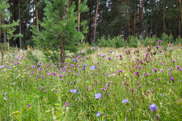 Meadow flowers and grass on a summer day