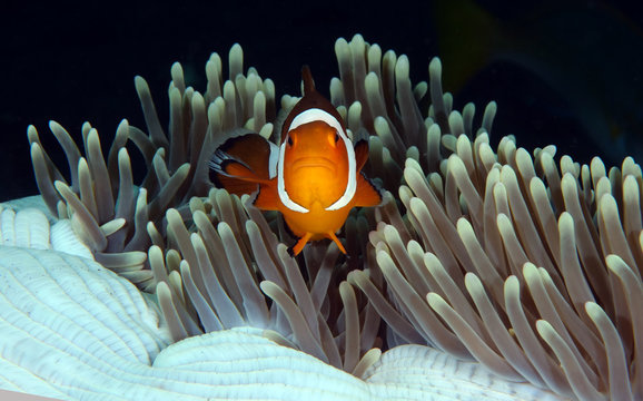 Amazing underwater world - Western Anemonefish - Amphiprion ocellaris. Nemo fish in anemone house. Tulamben, Bali, Indonesia. 