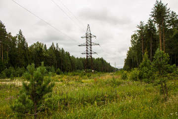 Obraz premium Mixed forest with coniferous and deciduous trees in the Vladimir region in Russia on a cloudy summer day