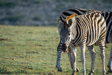 Zebras in Südafrika