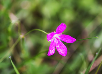 Geranium pratense wildflower in summer field blooming in August