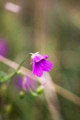 Geranium pratense wildflower in summer field blooming in August