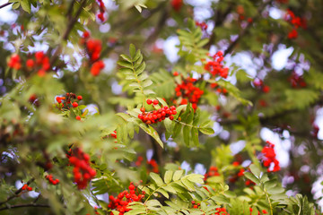 Bright ripe Rowan berries illuminated by the sunset sun beams