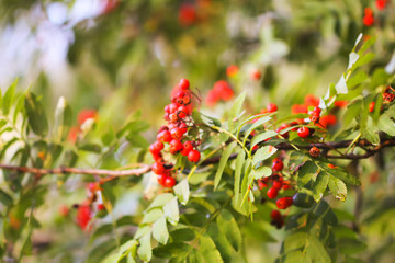 Bright ripe Rowan berries illuminated by the sunset sun beams