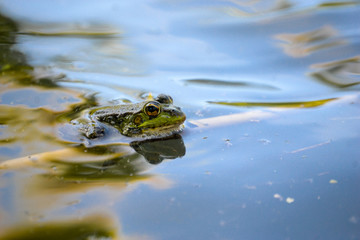 frog