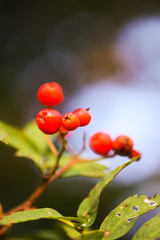 Bright ripe Rowan berries illuminated by the sunset sun beams