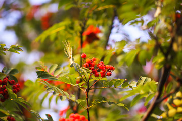 Bright ripe Rowan berries illuminated by the sunset sun beams
