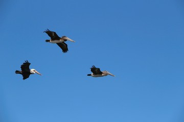 Three Pelicans in flight in the sky