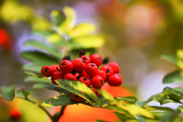 Bright ripe Rowan berries illuminated by the sunset sun beams