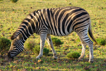 Zebras in Südafrika