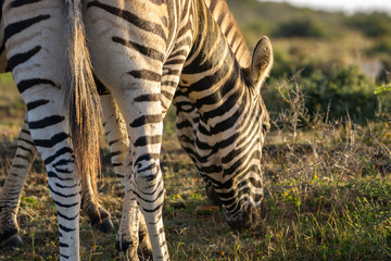 Zebras in Südafrika