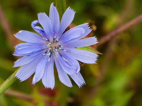 Common Chicory or Cichorium intybus flower blossom, herbal plant close up
