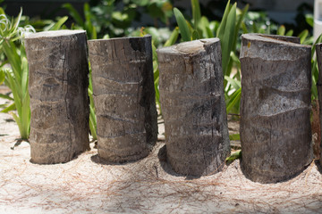 Naklejka premium Rotten stump, old stub of palm tree