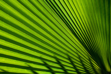 full frame palm green leaf