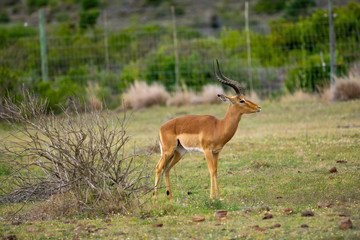 Impalas im südafrikanischen Busch