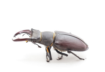 Brown deer beetle.