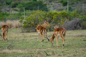 Impalas im südafrikanischen Busch