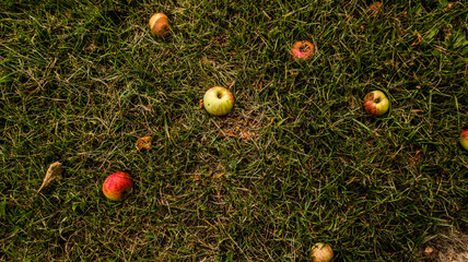 Fototapeta na wymiar Fallen apple fruits on a ground in grass