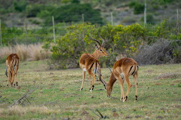 Naklejka na ściany i meble Impalas im südafrikanischen Busch