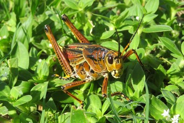 Tropical grasshopper in Florida