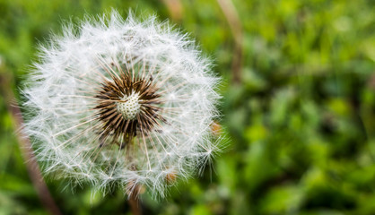 Obraz premium Blowball mniszek z bliska kopia przestrzeń