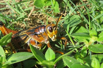 Tropical grasshopper on grass in Florida nature, closeup