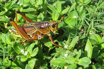 Tropical grasshopper on plant in Florida wild, closeup