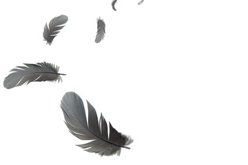 black feathers floating in the air, white background