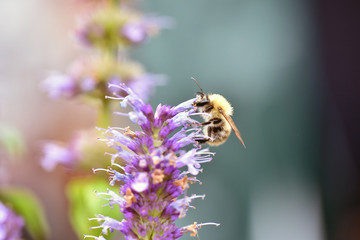 Ackerhummel Bombus pascuorum Bio öko