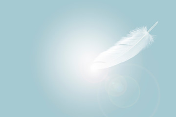 white feathers floating in the air