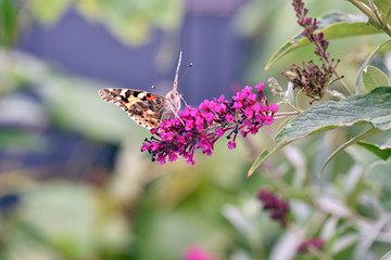 Distelfalter Vanessa cardui Flieder Schmetterling