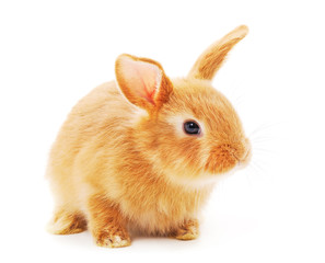 Obraz premium One red rabbit.