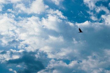 seagull flying in the blue sky