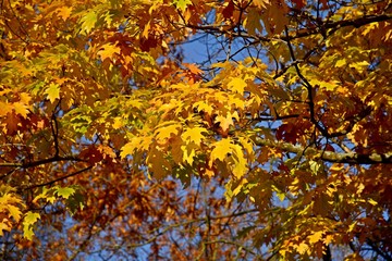 Bright colorful leaves on tree branches in autumn.