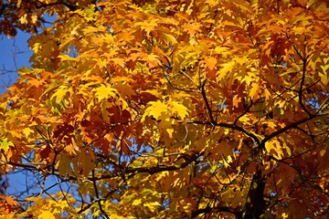 Bright colorful leaves on tree branches in autumn.