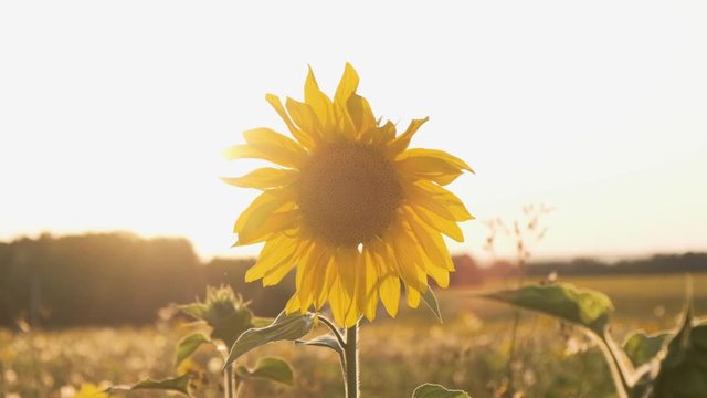 A field of sunflowers. Bright yellow sunflower in the sun. Sunflower close-up.