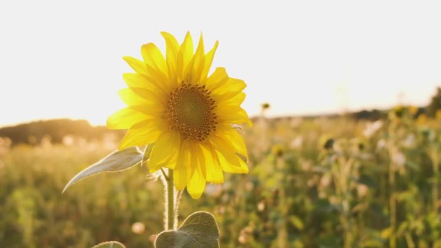 A field of sunflowers. Bright yellow sunflower in the sun. Sunflower close-up.