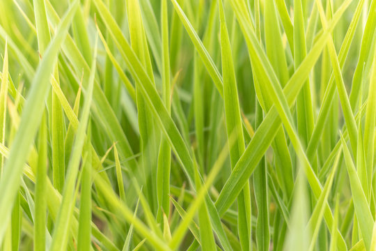 Soft focus beautiful green grass in meadow. Nature pattern background and texture.