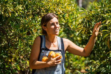 A young woman in dungarees walking through a green leaves on orange trees with an armful of fresh picked oranges