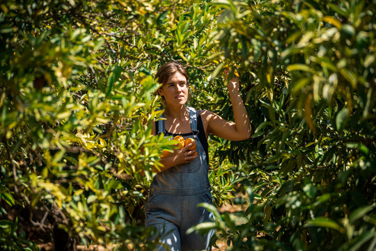 A young woman in dungarees walking through a green leaves on orange trees with an armful of fresh picked oranges
