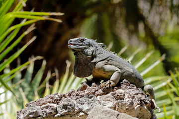 Fototapeta premium Leguan klettert über einen Felsbrocken