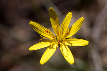 Wild yellow flowers macro Hypochaeris radicata asteraceae fifty megapixels