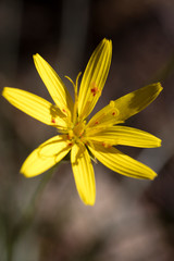 Wild yellow flowers macro Hypochaeris radicata asteraceae fifty megapixels