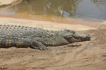 Schlafendes Krokodil auf eriner Sandbank