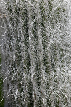 Kaktus mit behaarter Oberfläche, Cumulopuntia sphaerica