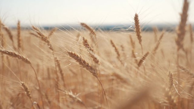 Wheat crop field sunset landscape slow motion video. farmer Smart farming agriculture ecology concept. Wheat field. Ears of lifestyle golden wheat close up. Beautiful Nature Sunset Landscape