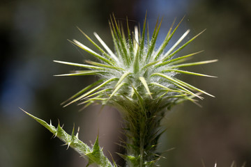 Wild flower macro cirsium vulgare compositae fifty megapixels no edit