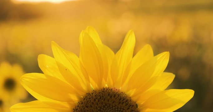 4K Sunflower close-up. A field of sunflowers. Bright yellow sunflower in the sun.
